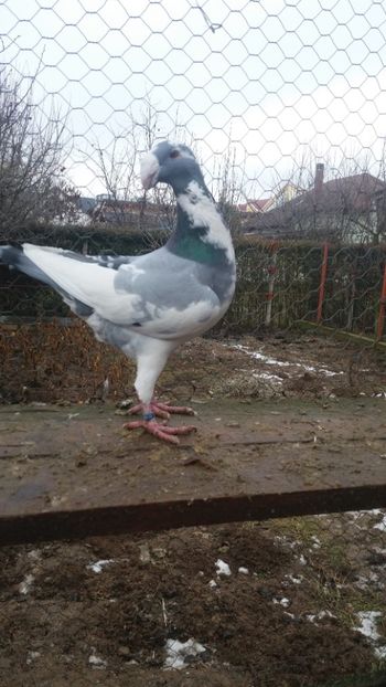  - VOIAjOR GERMAN 2019