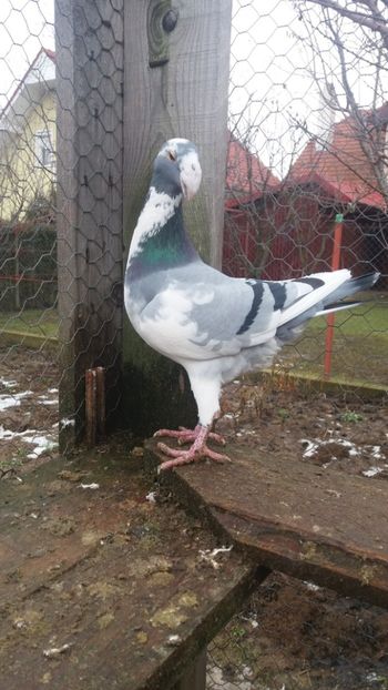 M2018 RO - VOIAjOR GERMAN 2019