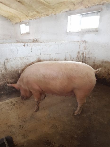  - Scroafa marele alb Unguresc prima fatare