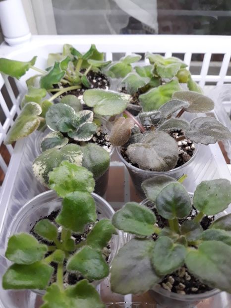  - 1 1 Violete Africane de Colecție