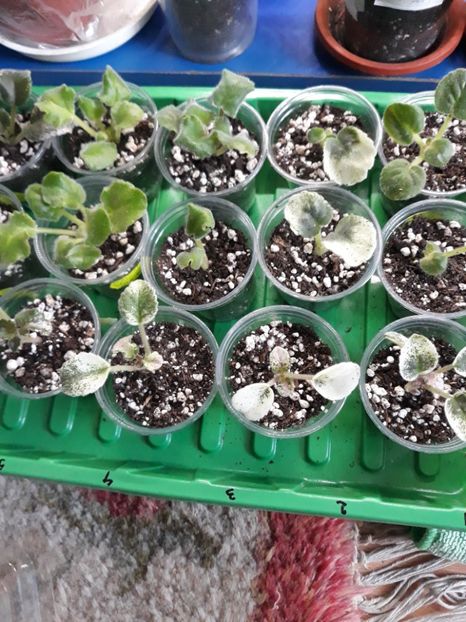  - 1 1 Violete Africane de Colecție