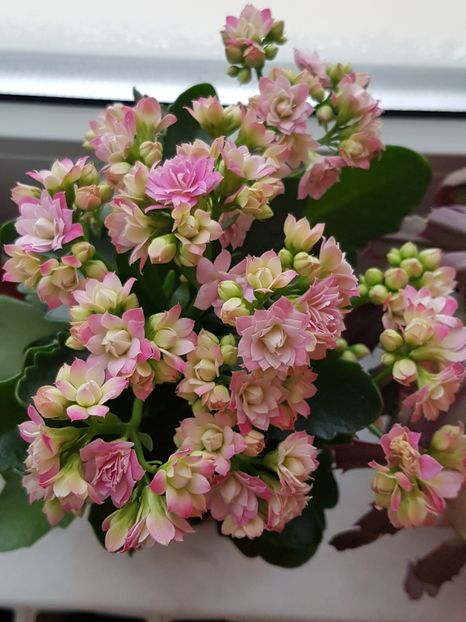  - Kalanchoe