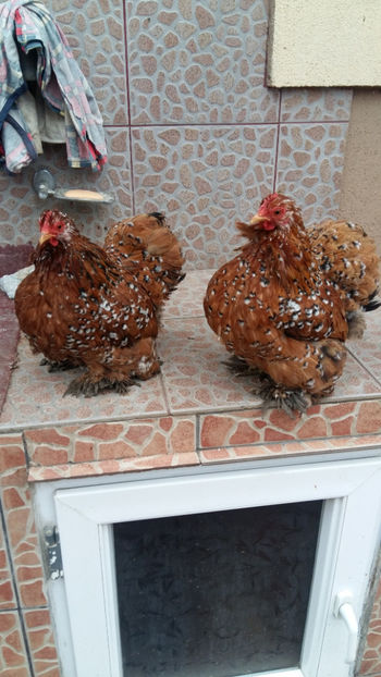 Cochin pitic portelan - 2019 Cochin Portelan