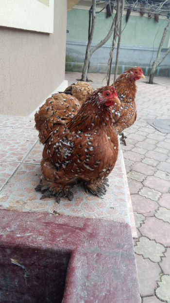 Cochin pitic portelan - 2019 Cochin Portelan