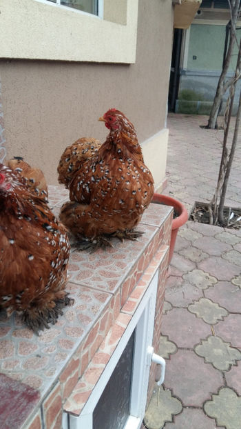 Cochin pitic portelan - 2019 Cochin Portelan