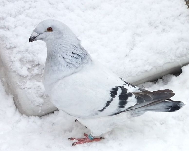 JRS28 ARCHIWUM - e- Młode 2018-Young 2018