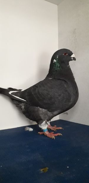 F 2018 H - Femele matca 2019