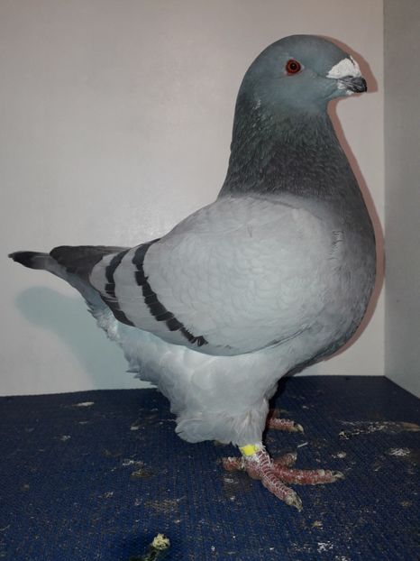 F 2017 H - Femele matca 2019