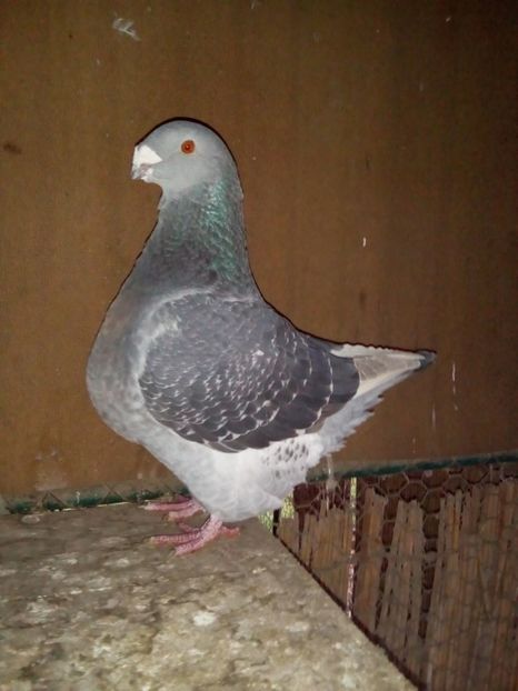F 2014 H - ARHIVA