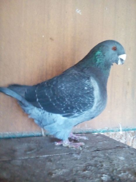 M 2013 H - ARHIVA