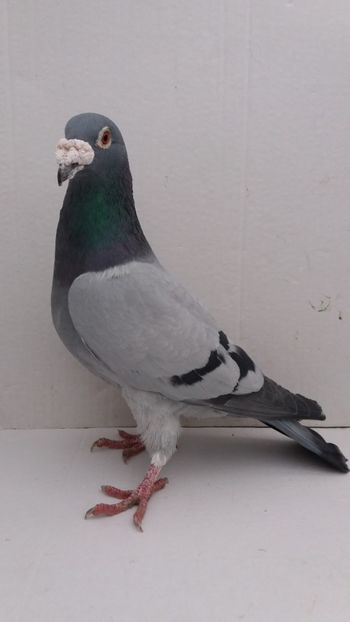 M 2011 vandut - De! voiajori vanduti