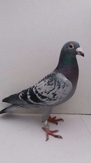 M 2015 vandut - De! voiajori vanduti