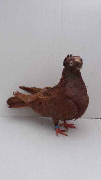 F 2018 - Por bimotati