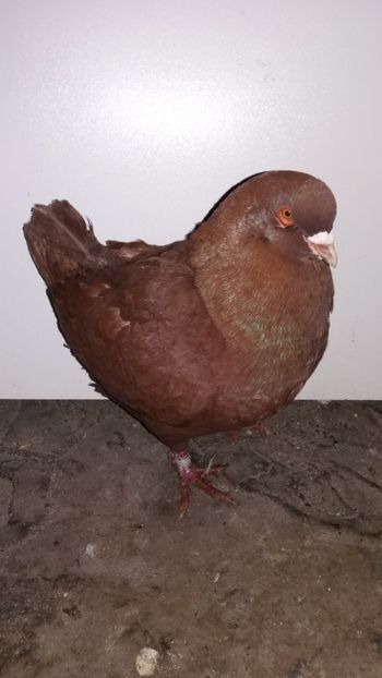 M 2016 vandut - De vanzare kingi