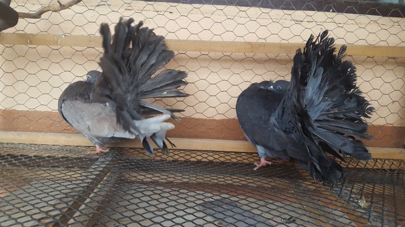  - Voltati linie noua