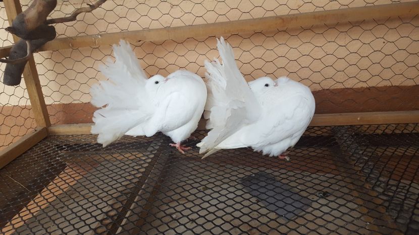  - Voltati linie noua