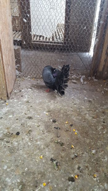  - Voltati linie noua