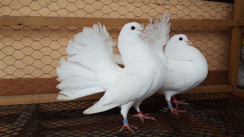  - voltati albi linie veche