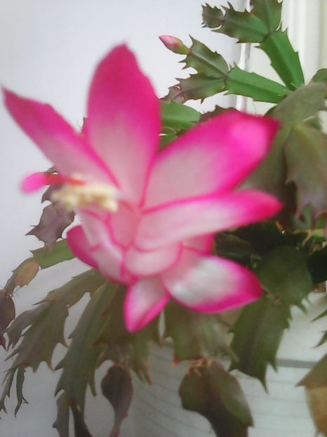 Photo0488 - Craciunite 2015