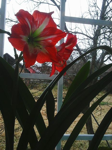 Photo0361 - Crini de camera