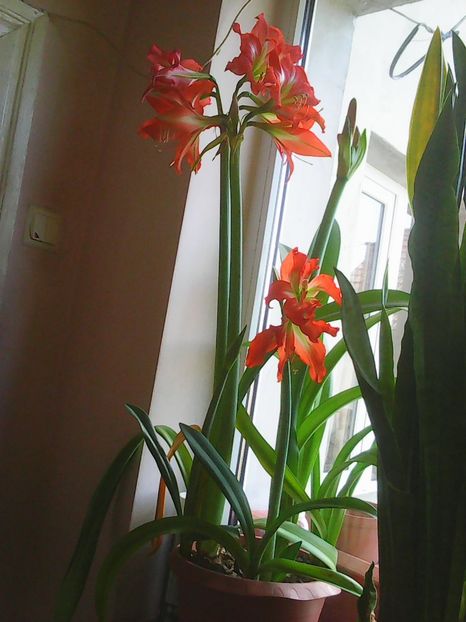 Photo0362 - Crini de camera