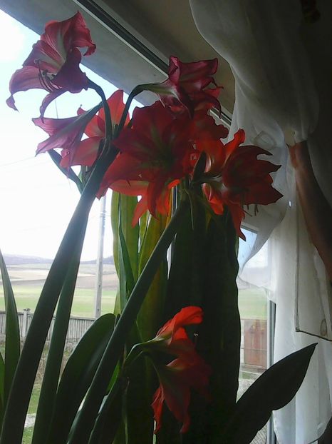 Photo0363 - Crini de camera