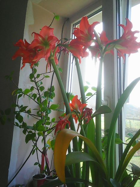 Photo0364 - Crini de camera