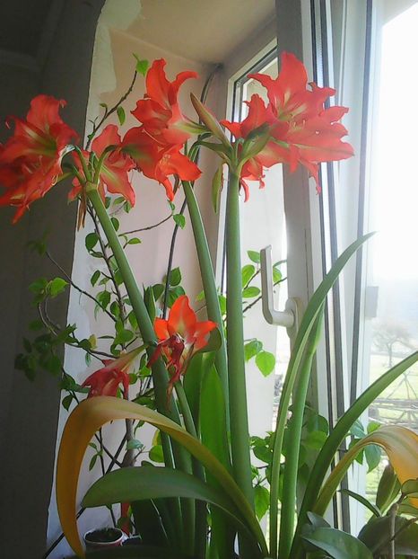 Photo0365 - Crini de camera