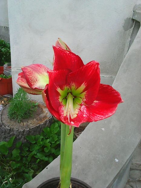 Photo0546 - Crini de camera