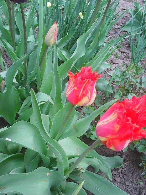 Photo0368 - Copy - Lalele 2015