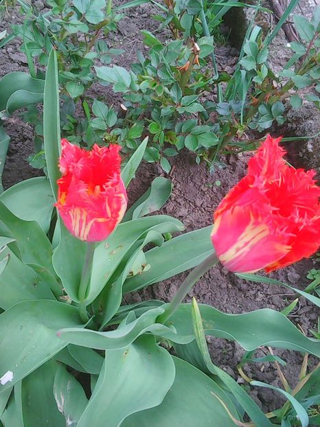 Photo0369 - Copy - Lalele 2015