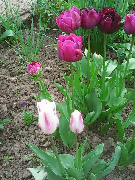 Photo0370 - Copy - Lalele 2015