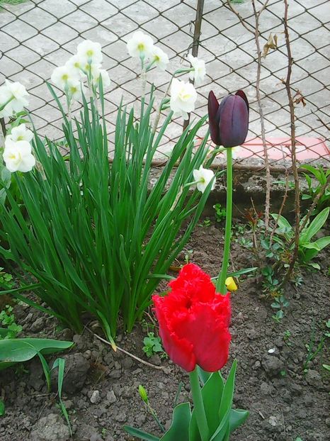 Photo0372 - Lalele 2015