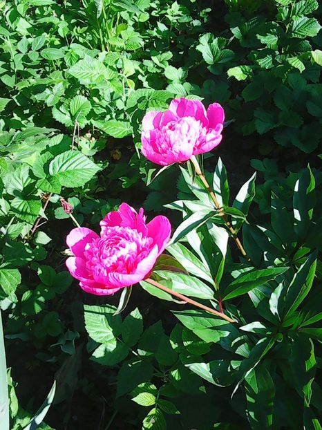 Photo0378 - Lalele 2015