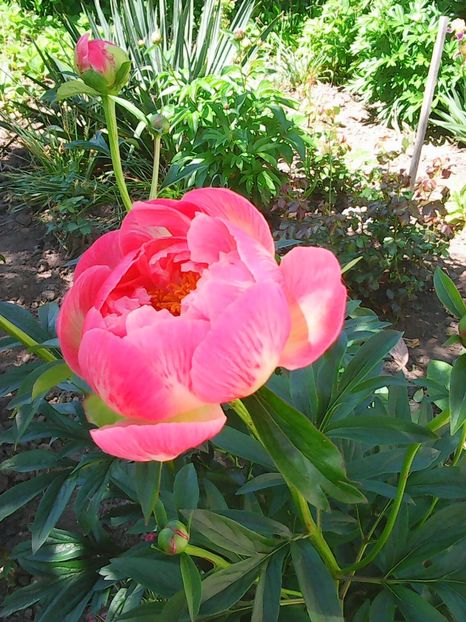 Photo0381 - Lalele 2015