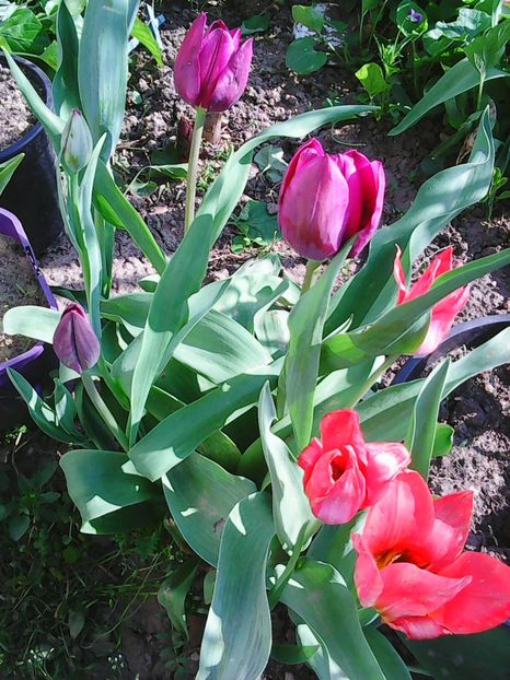 Photo0512 - Lalele 2015