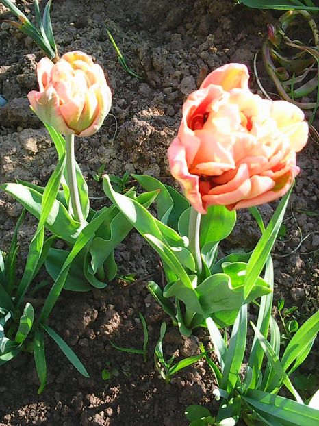 Photo0520 - Lalele 2015