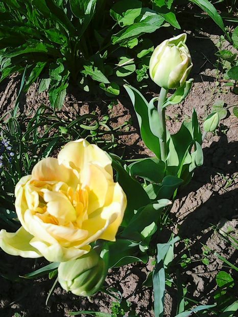 Photo0522 - Lalele 2015