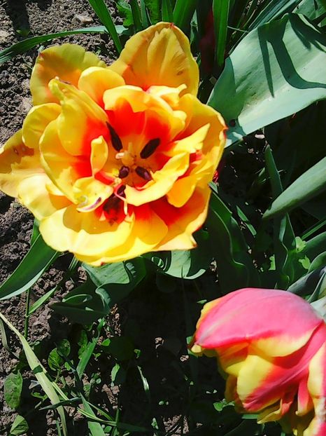 Photo0523 - Lalele 2015