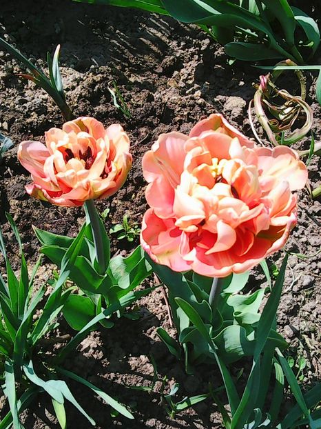 Photo0525 - Lalele 2015