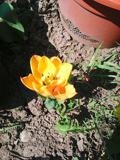 Photo0526 - Lalele 2015