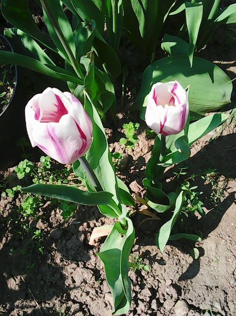 Photo0527 - Lalele 2015