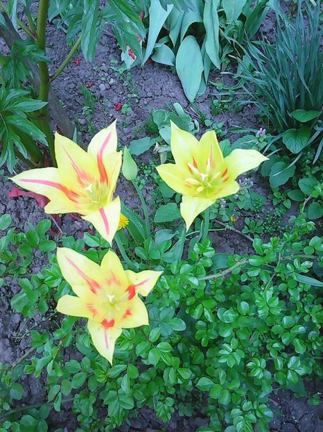 Photo0528 - Lalele 2015