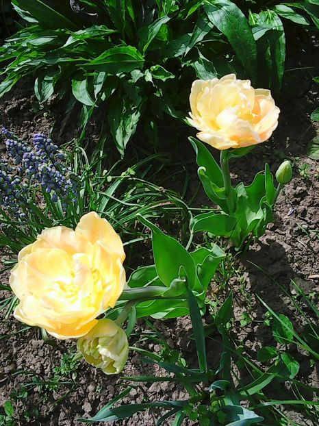 Photo0529 - Lalele 2015