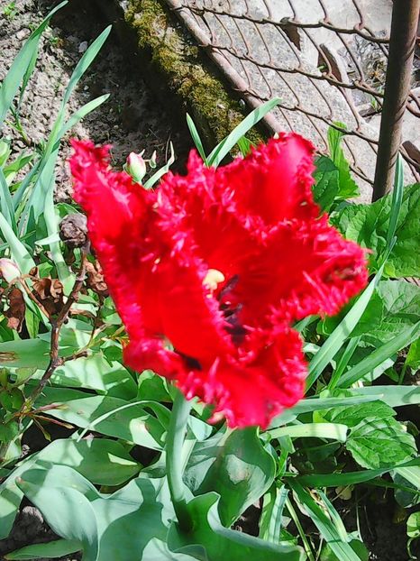 Photo0530 - Lalele 2015