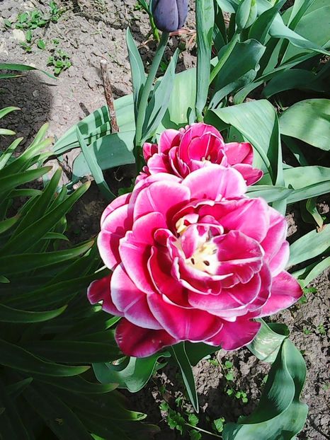 Photo0531 - Lalele 2015