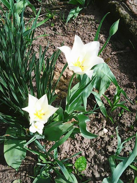 Photo0532 - Lalele 2015