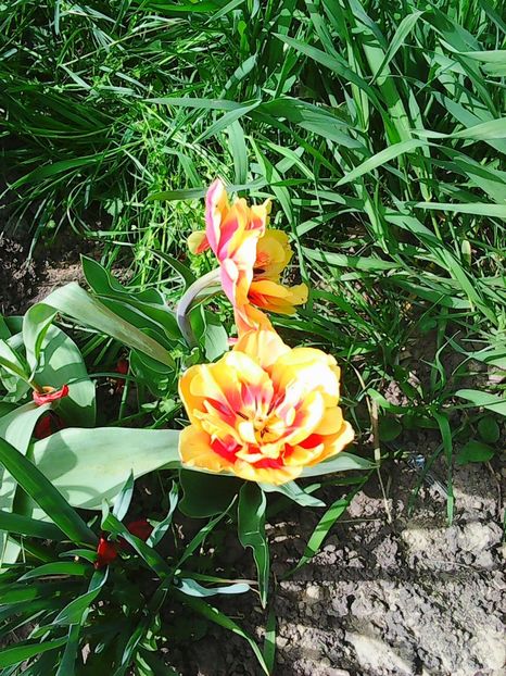 Photo0534 - Lalele 2015