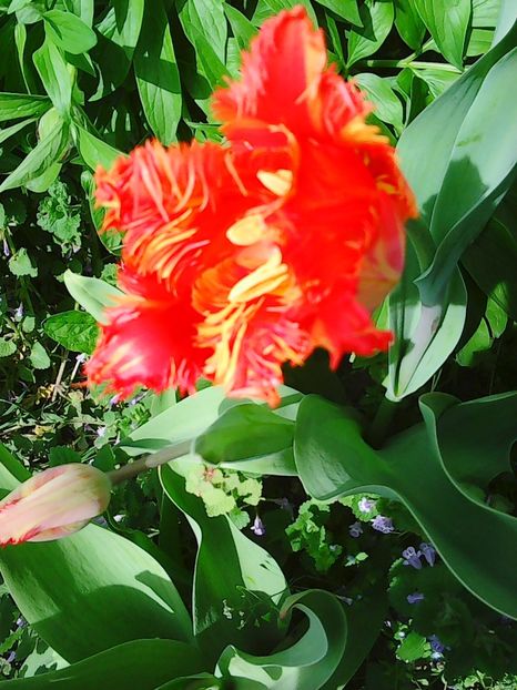 Photo0535 - Lalele 2015