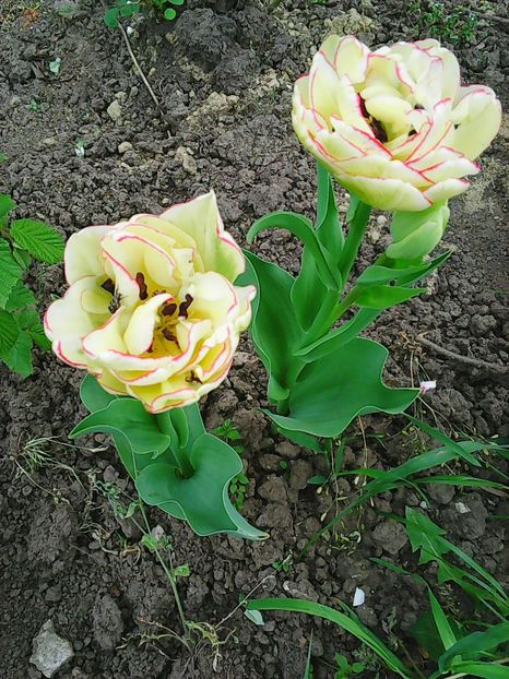 Photo0538 - Lalele 2015